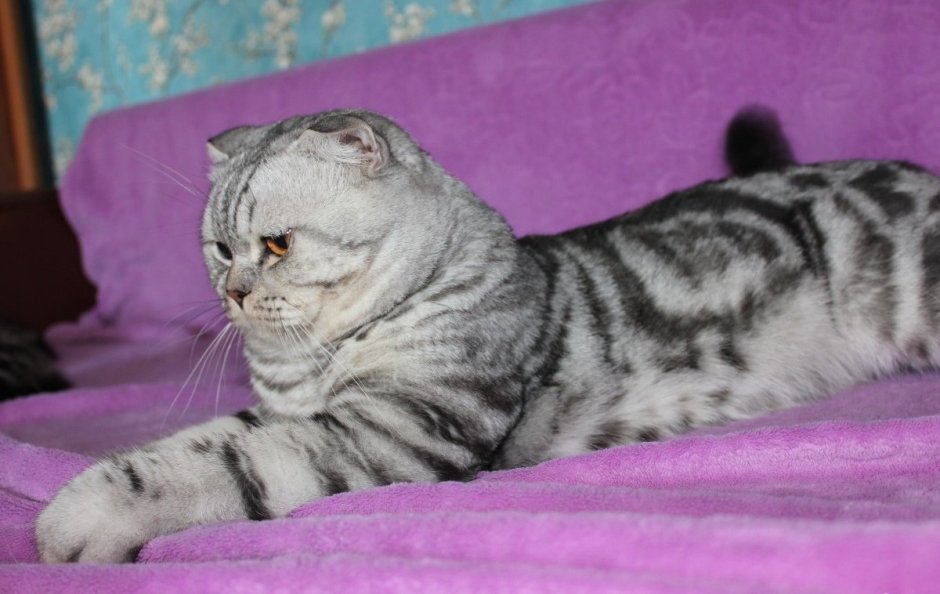 Шотландский вислоухий кот вискас