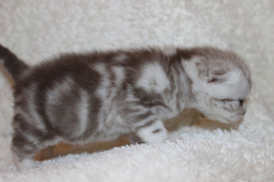 Шотландский вислоухий шоколадный мрамор на серебре