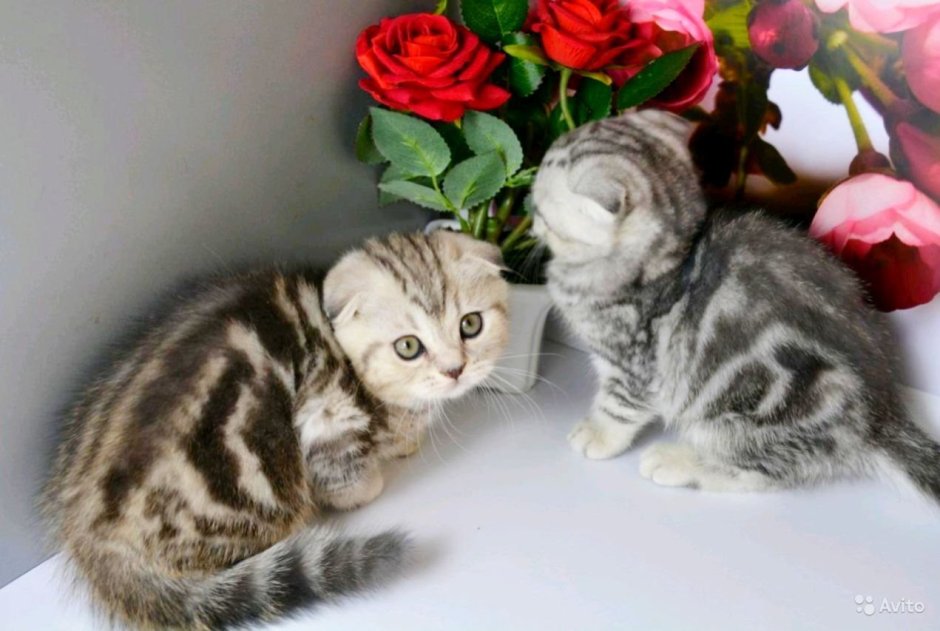 Шотландские вислоухие котята мраморные