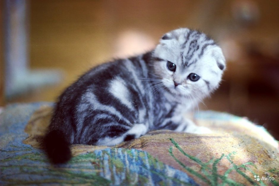 Шотландская вислоухая кошка мраморная