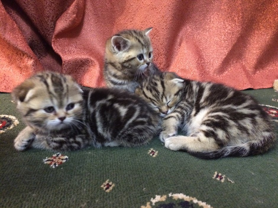 Мраморные вислоухие котята