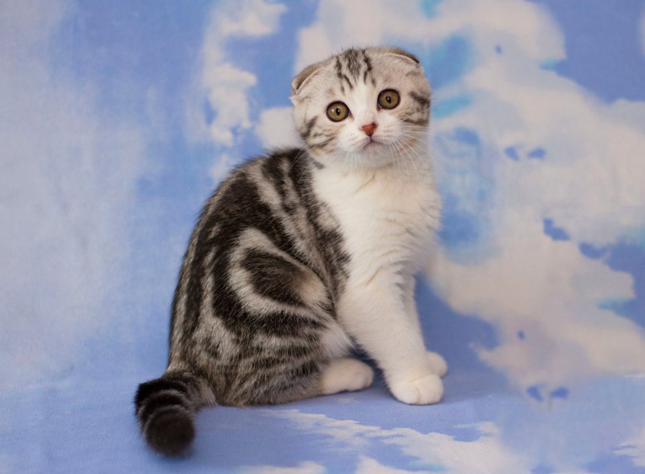 Шотландская вислоухая кошка табби