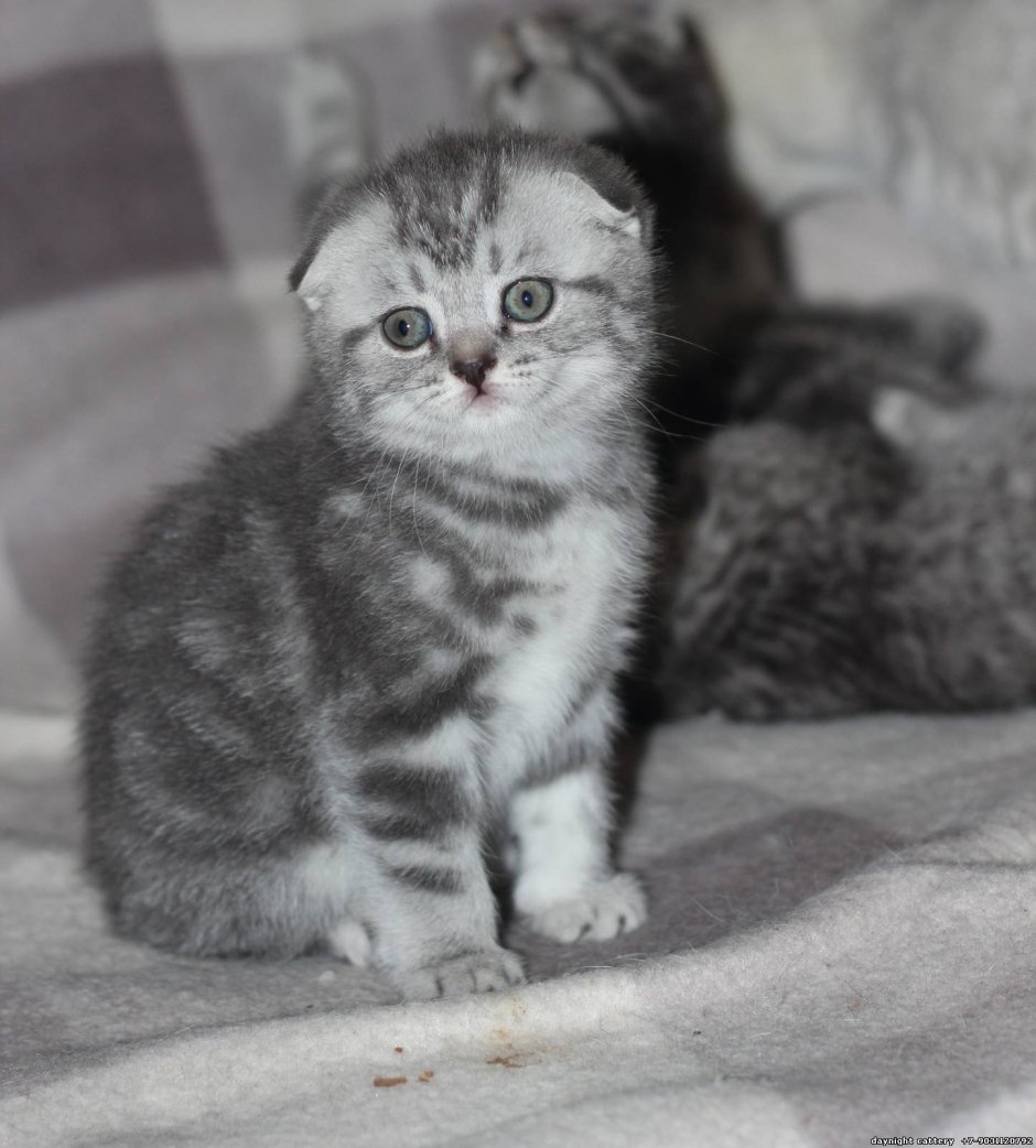 Вислоухие котята вискас