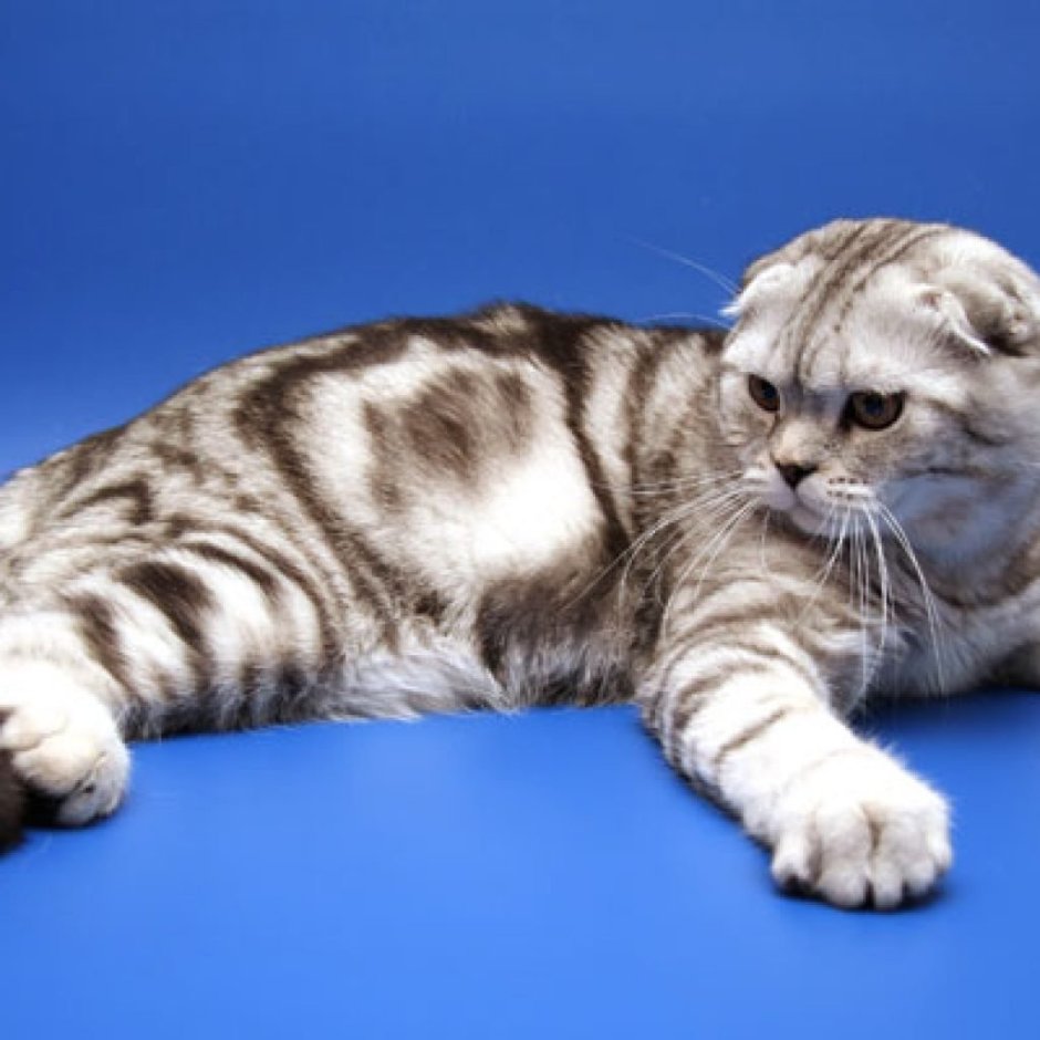 Шотландская вислоухая кошка мраморный табби