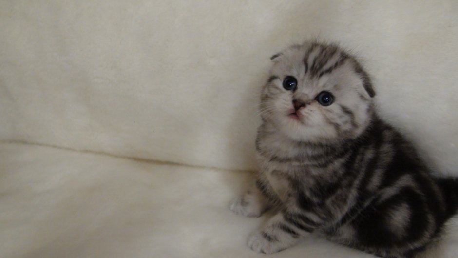 Скоттиш-фолд Шотландская вислоухая