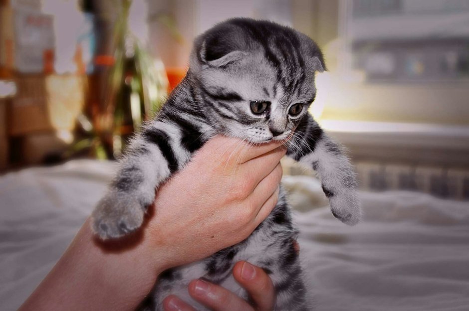 Шотландская вислоухая кошка мраморная