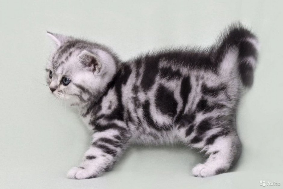 Британские котята вислоухие мраморного окраса