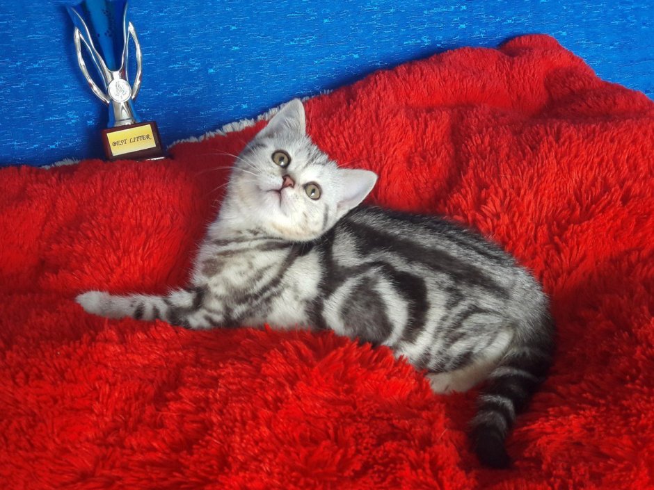 Шотландский скоттиш страйт мраморный