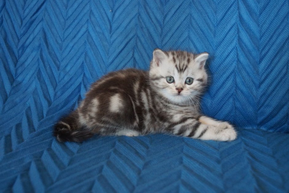 Шотландская скоттиш страйт мраморная табби