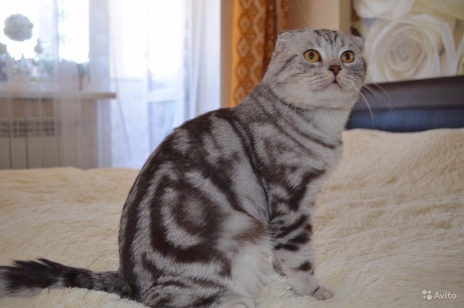 Мраморный вислоухий кот