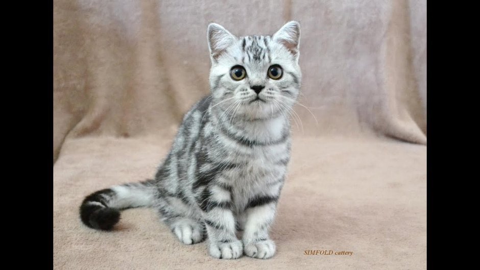 Скоттиш страйт табби на серебре