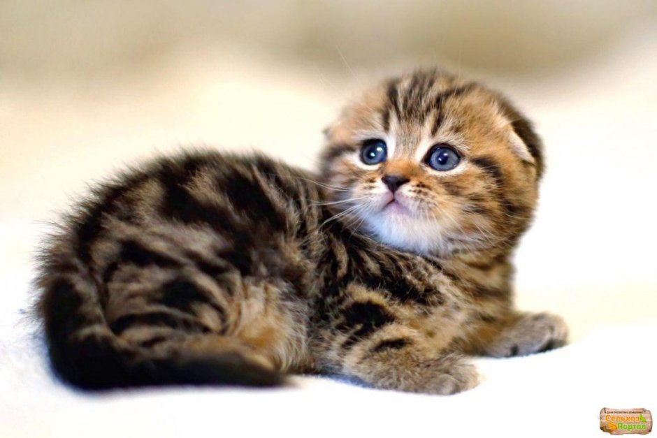 Скоттиш фолд котята