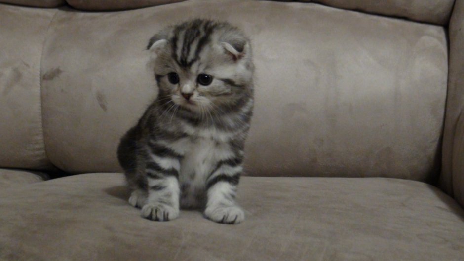 Обои Шотландские котята вислоухие