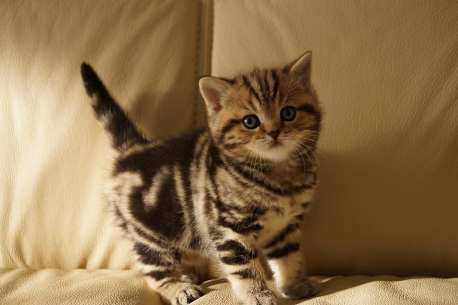 Шотландский прямоухий кот мрамор на золоте