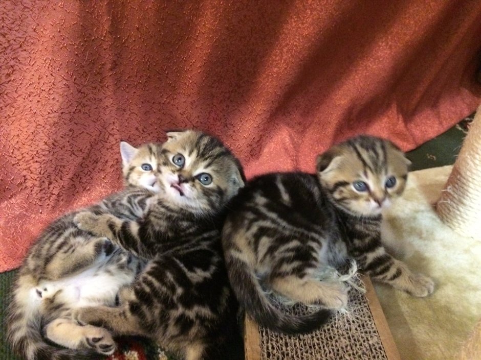 Мраморные вислоухие котята