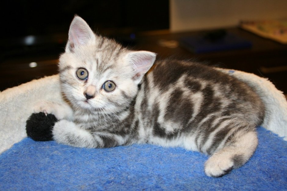 Шотландский страйт мраморный котенок