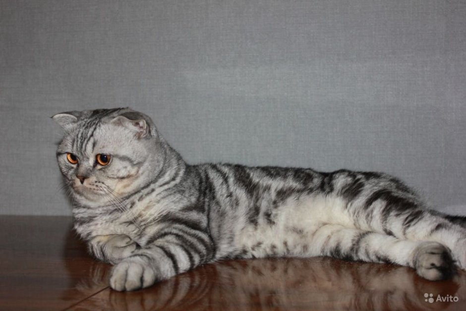 Вислоухий шотландец мраморный