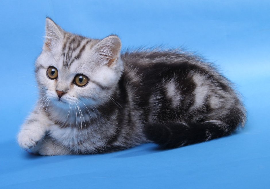 Мраморные котята шотландцы