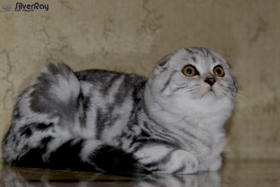 Скоттиш фолд мраморный