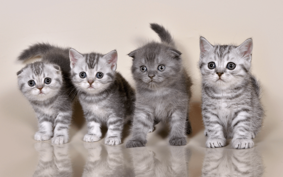 Котята скоттиш страйт вислоухие