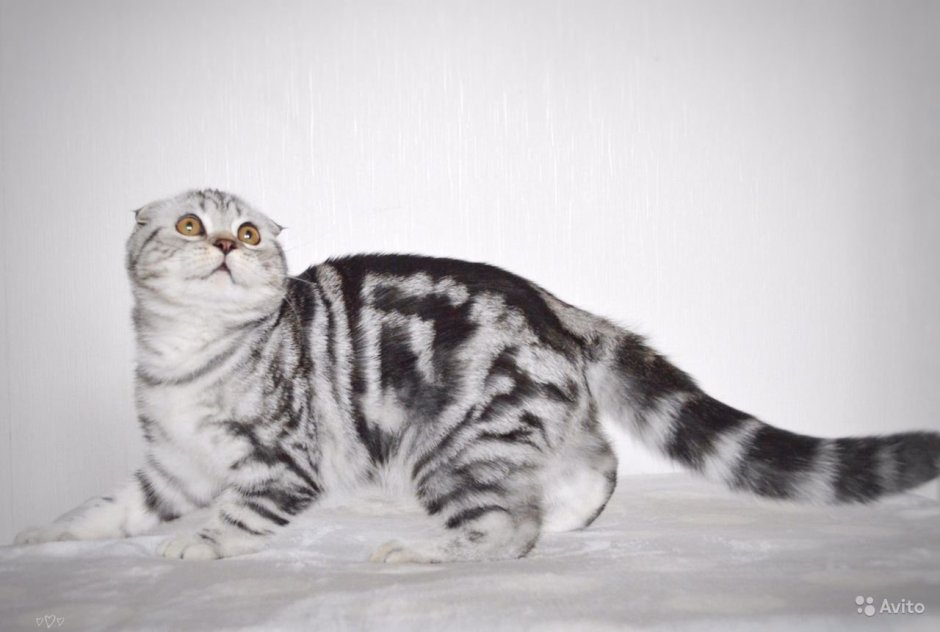 Окрас ns22 Шотландская