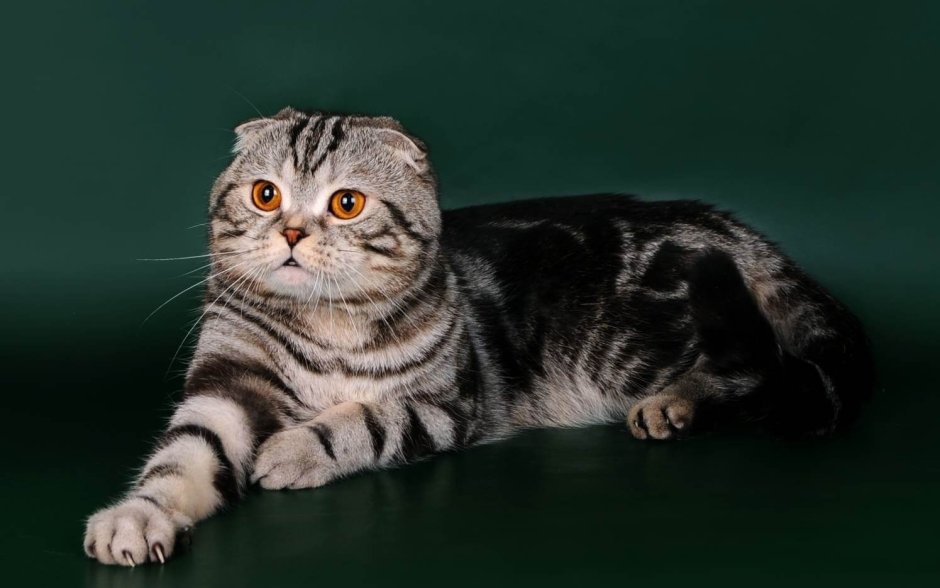 Шотландская вислоухая кошка