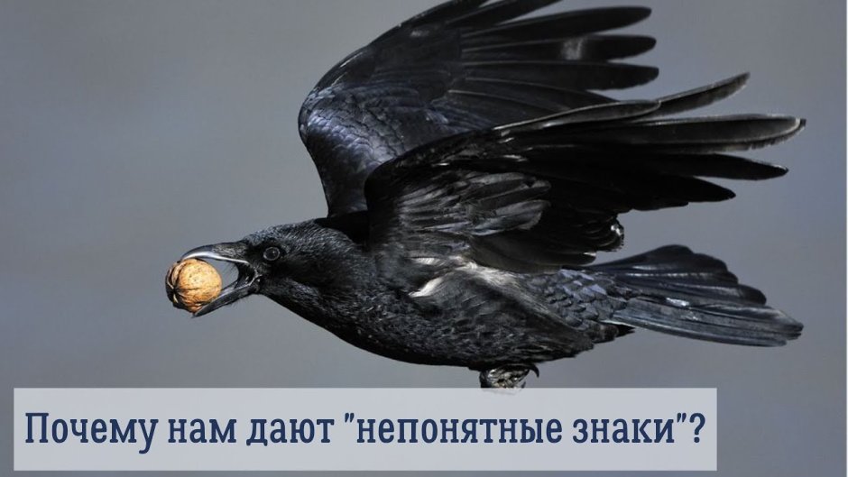 Ворона с орехом в клюве