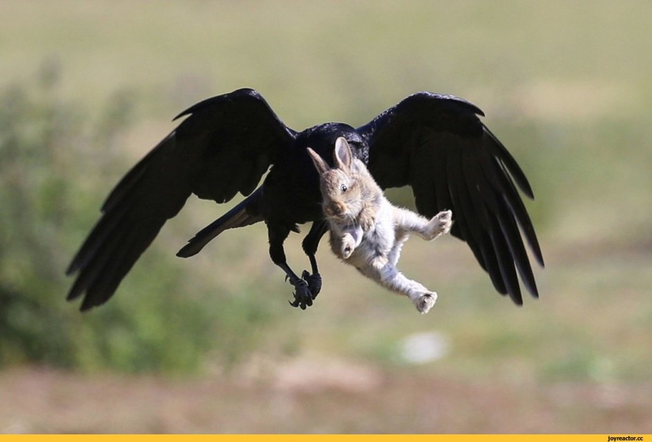 Нападающий ворон