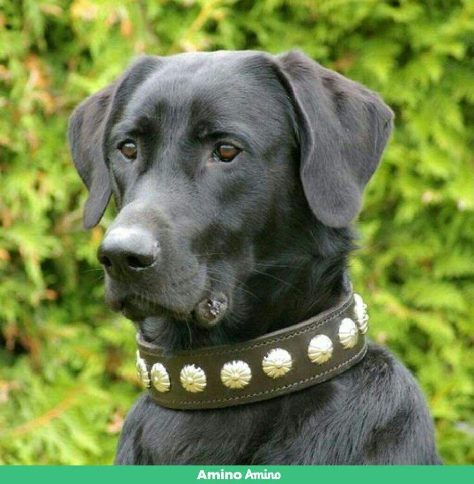 Такса собака короткошерстная
