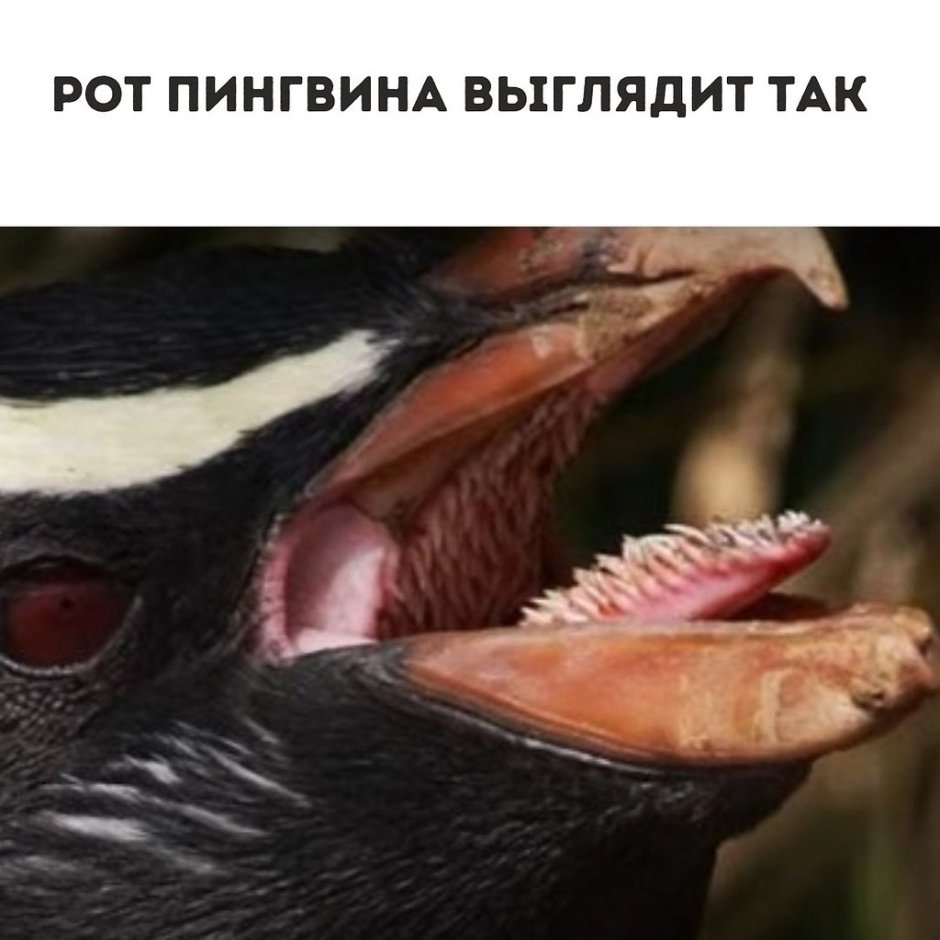 У пингвинов есть коленки
