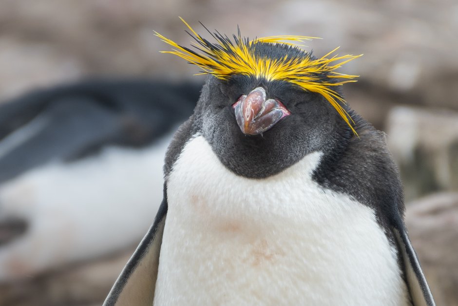 Macaroni Penguin