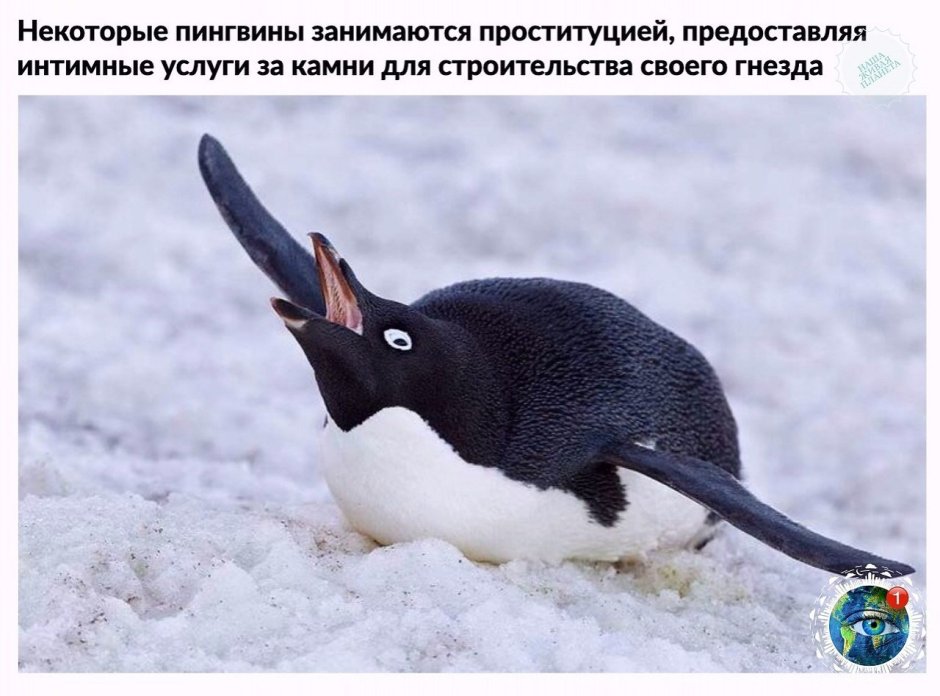 Пингвин орет