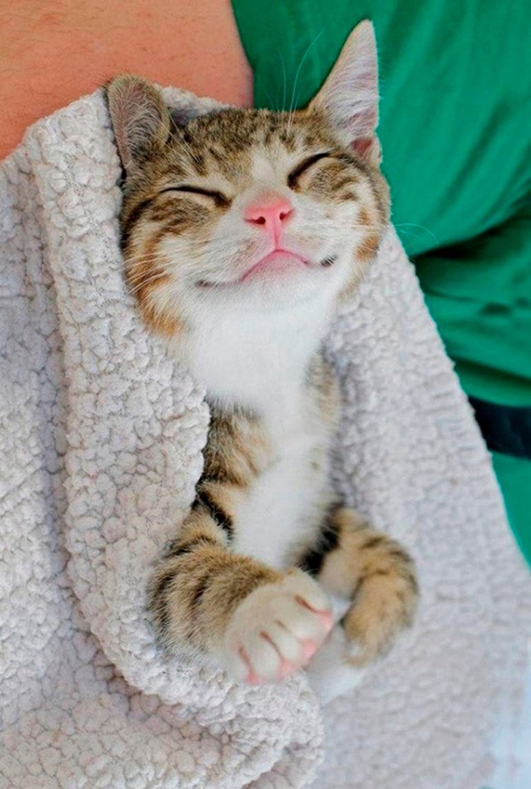 Улыбающиеся коты