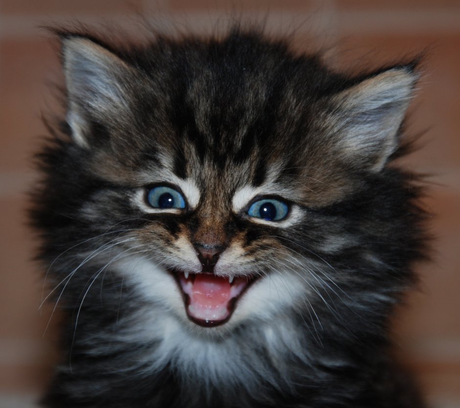 Коты смеются