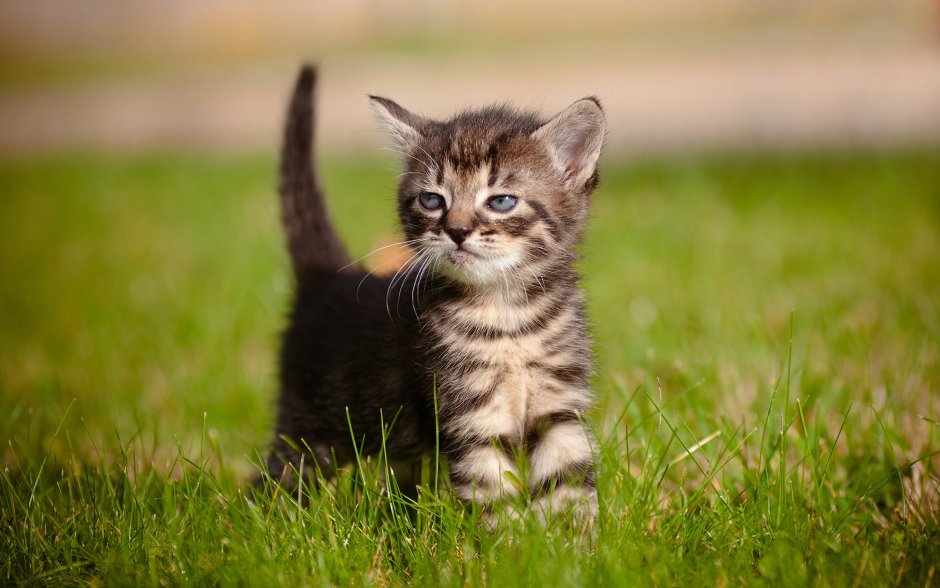 Рыжий котенок улыбается