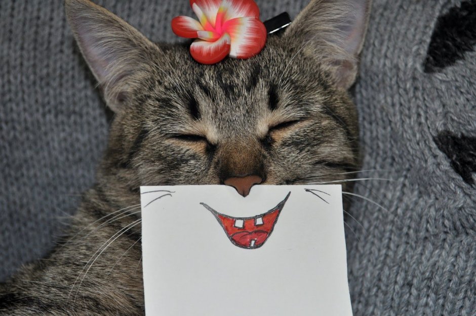 Смешной кот улыбается