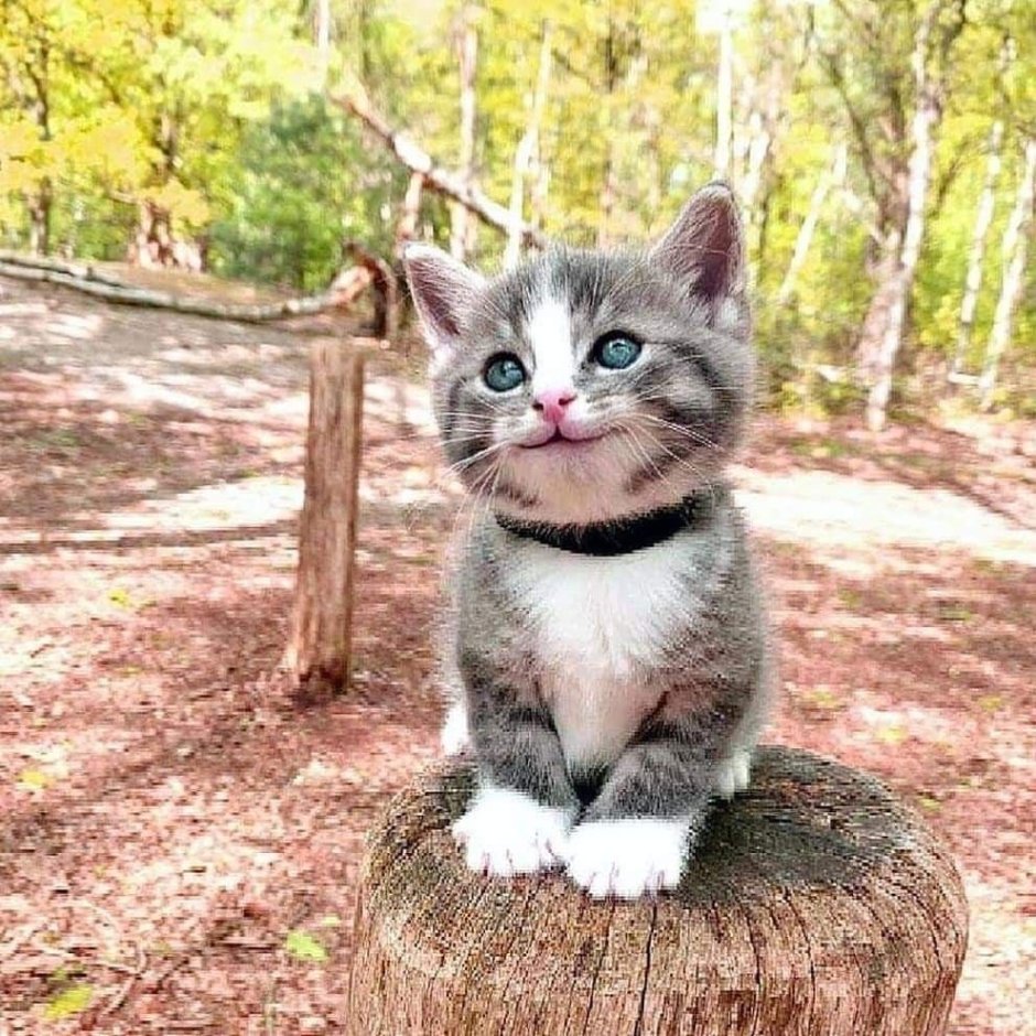 Кот улыбается