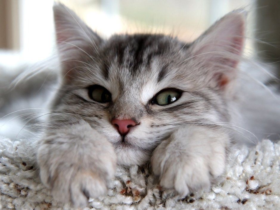 Улыбка кота