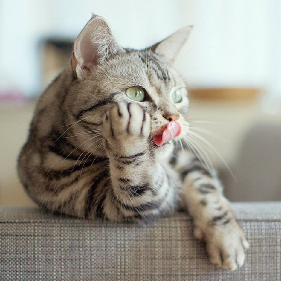 Веселый котик