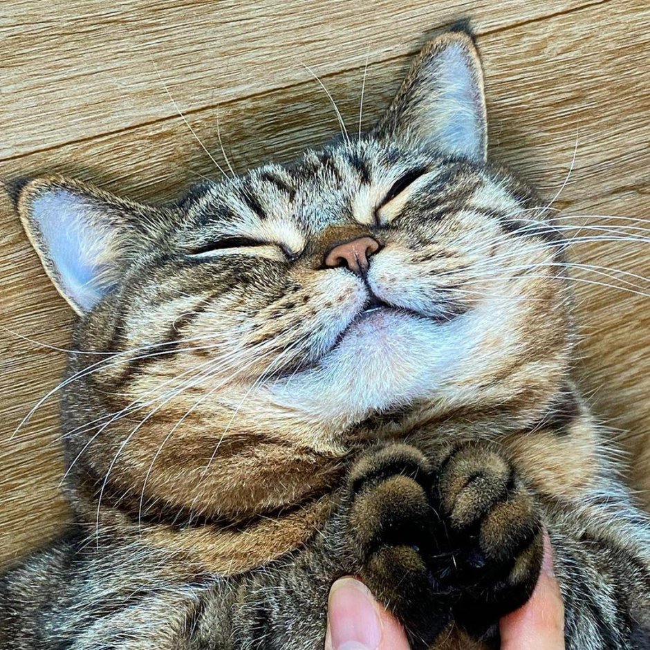 Кошка улыбается