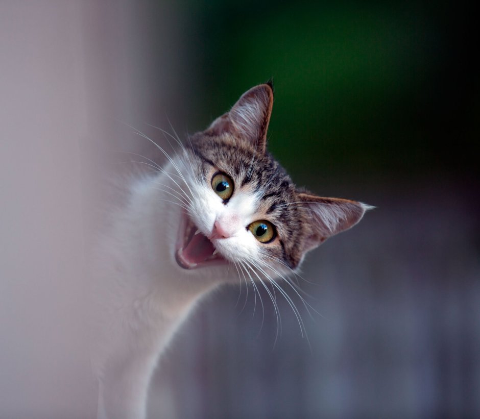 Кот мяукает