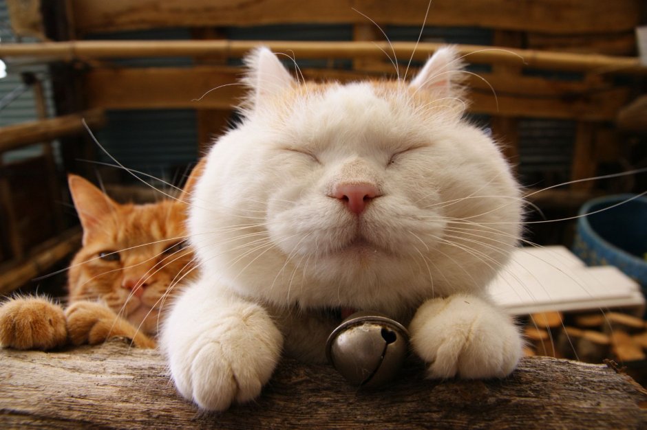 Широнеко кот