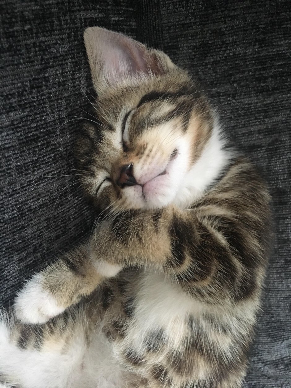 Кот Роба Скоттона