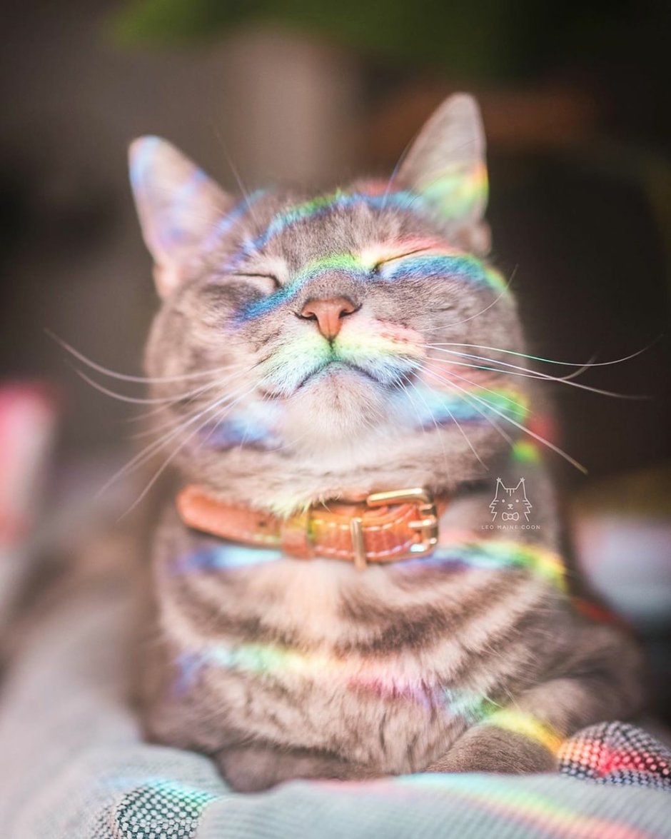 Улыбка кота