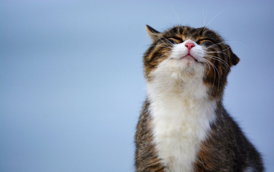 Котик проснулся