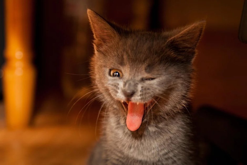 Коты с улыбкой