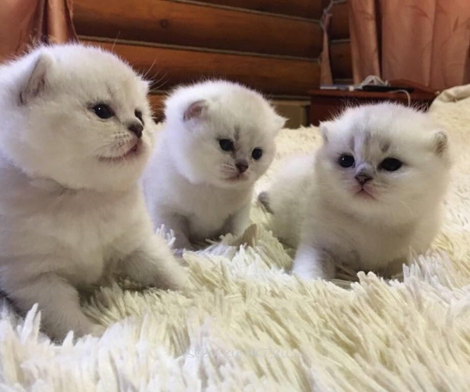 Шотландские вислоухие котята шиншилла