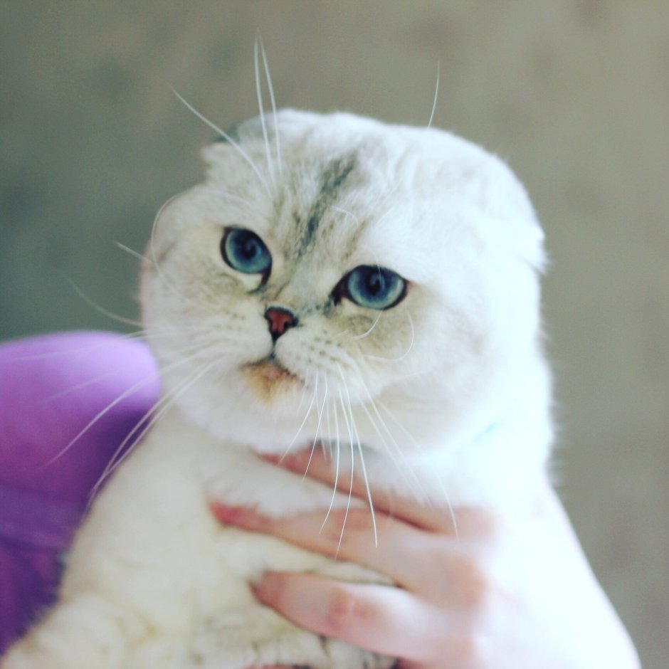 Золотая шиншилла кошка вислоухая