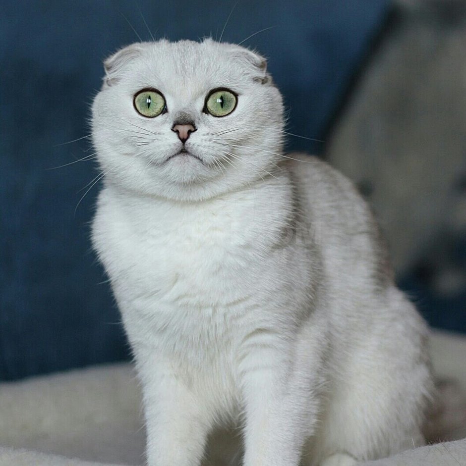 Шотландская вислоухая серебристая шиншилла