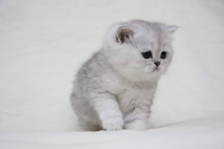 Шотландская вислоухая кошка шиншилла